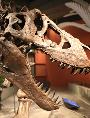 Tyrannosaurus rex skull fossil on display.